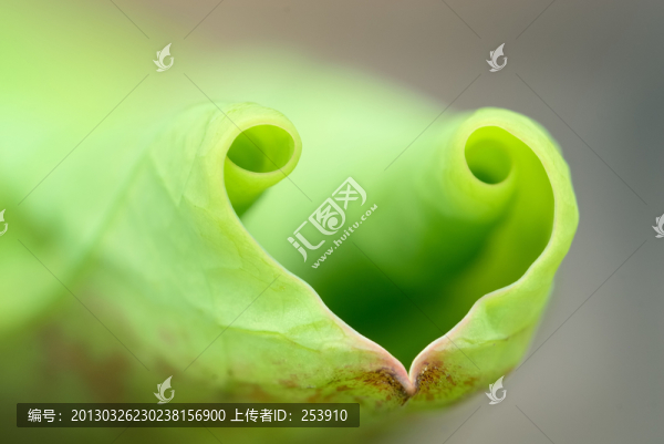 心形荷葉