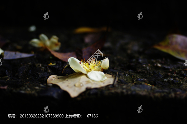 落花