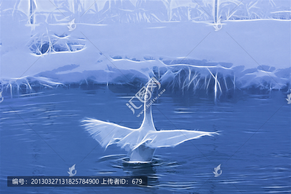 天鵝（未分層）