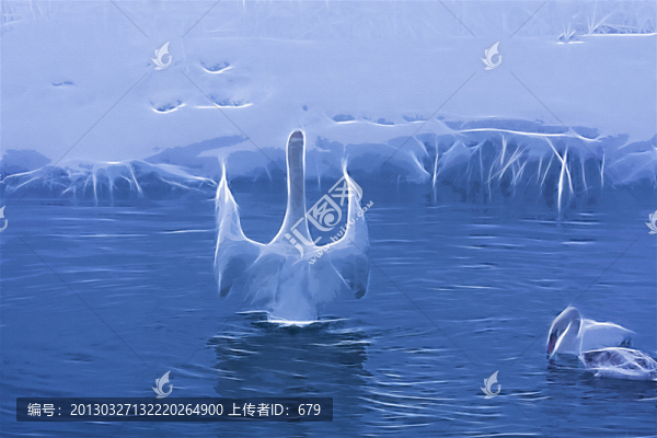 天鵝（未分層）
