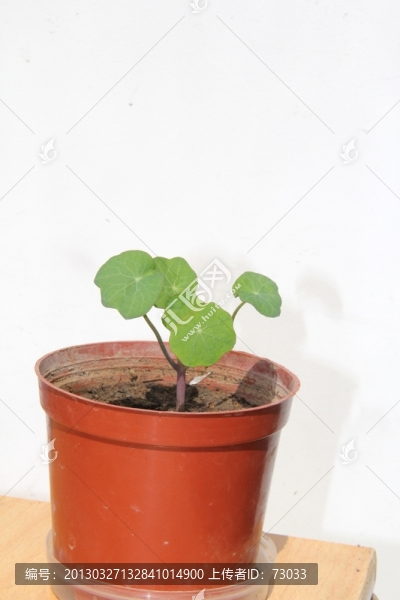 旱金蓮栽培繁殖幼苗