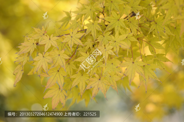 秋色和楓葉