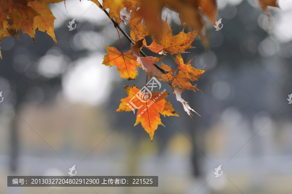 秋色和楓葉