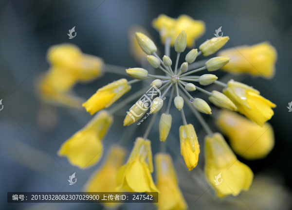 油菜花