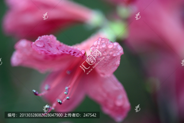 杜鵑花