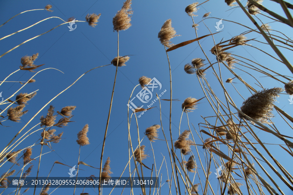 蘆葦