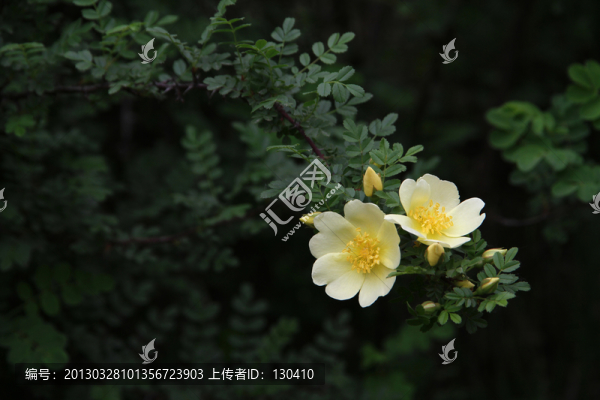 薔薇