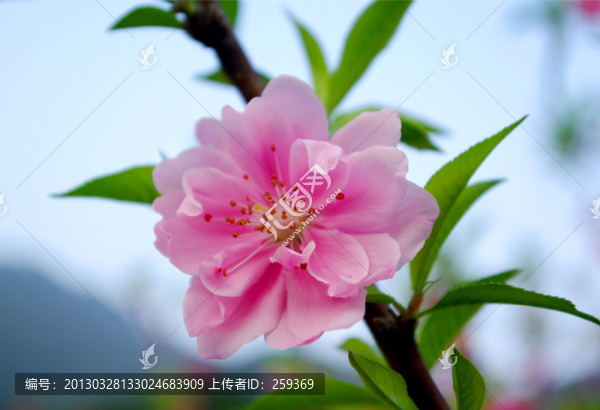 桃花