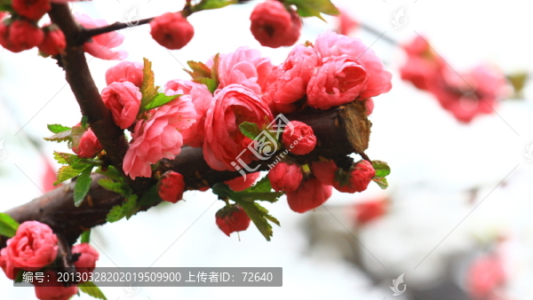 梅花