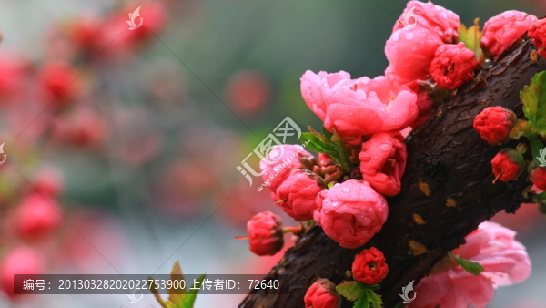 梅花