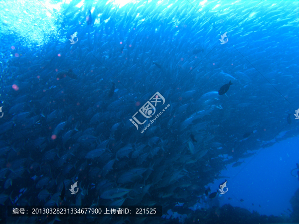 海里河豚魚