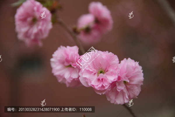 櫻花