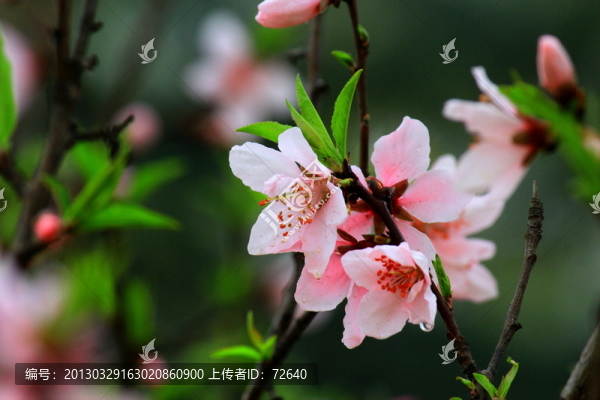 桃花
