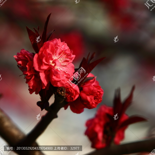 碧桃花