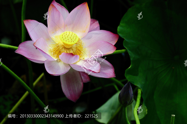夏日荷花