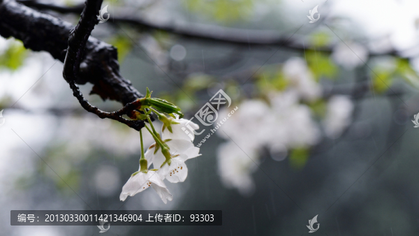 雨中櫻花