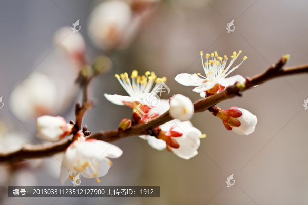 杏花