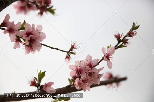 梅花