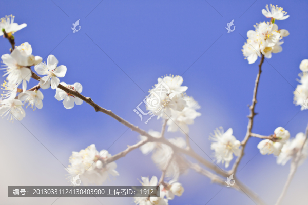 杏花