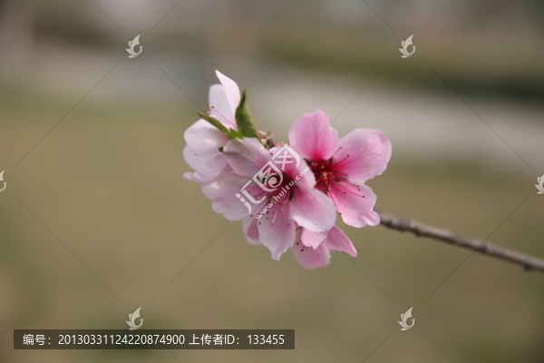 梅花