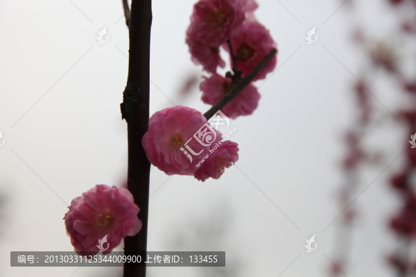 梅花