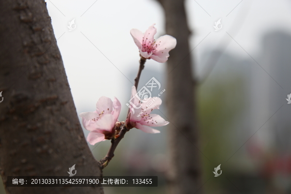 梅花