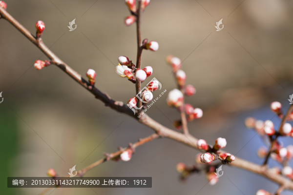 杏花