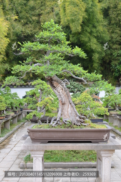 盆景