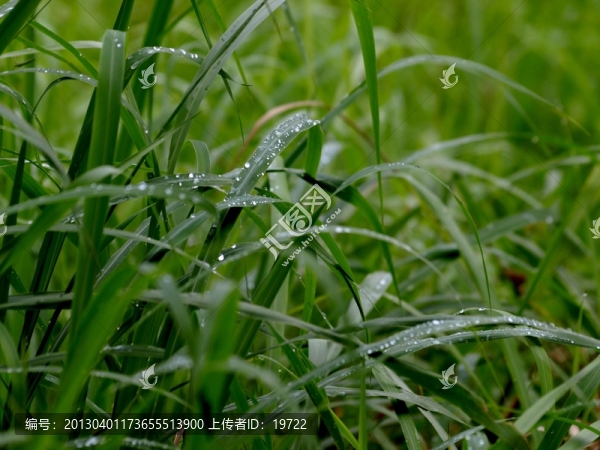 綠葉上的水珠