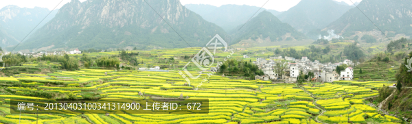 家朋油菜花