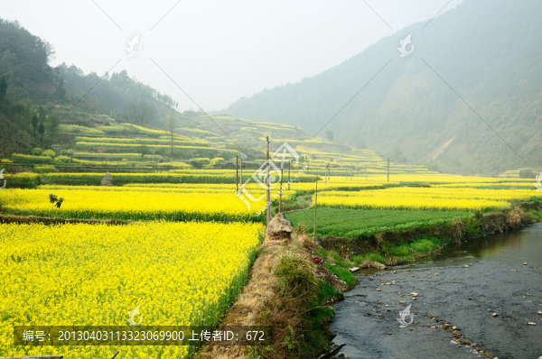 油菜花