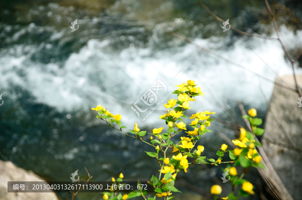 黃花