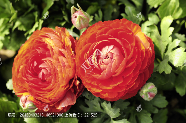 兩朵紅花
