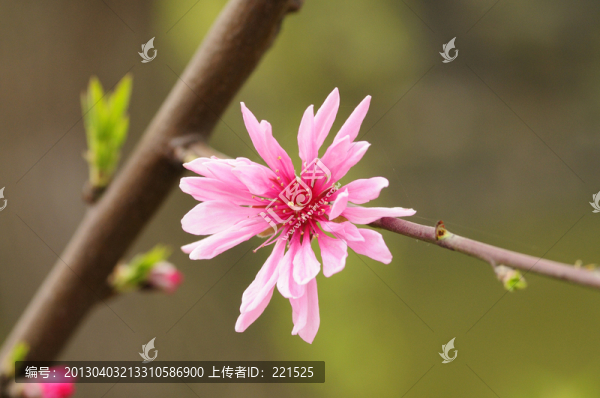 菊花桃