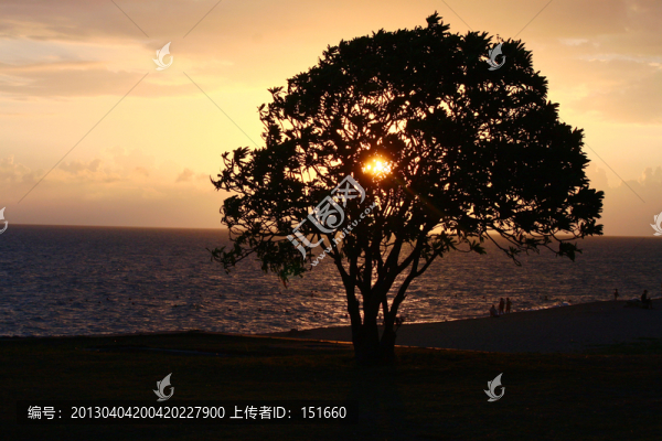 黃昏海邊樹影
