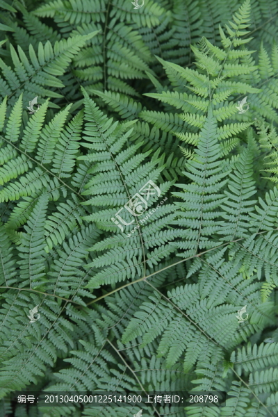 蕨類植物