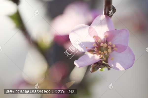 花朵