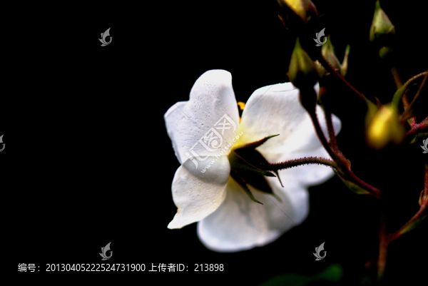 月季