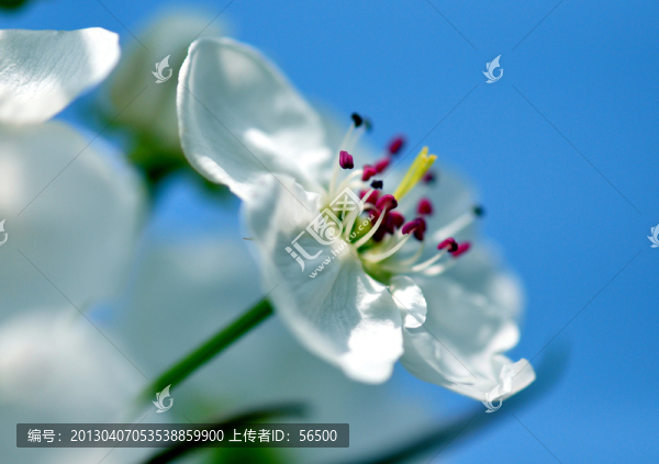 梨花