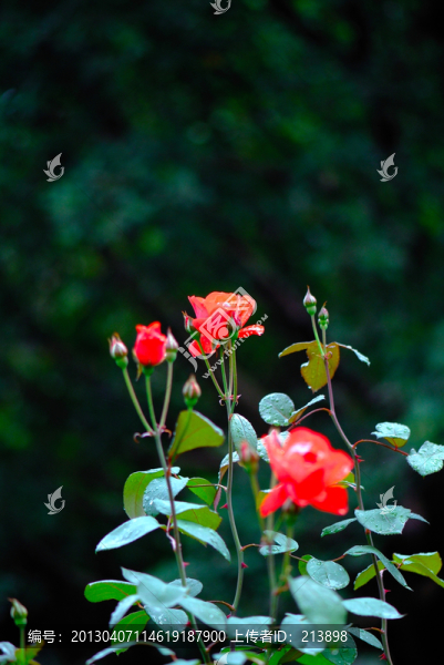 月季花