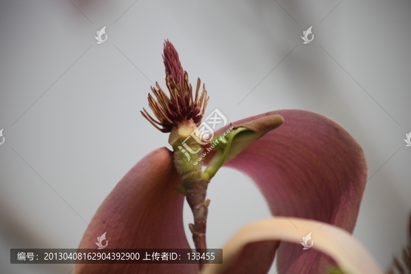 玉蘭