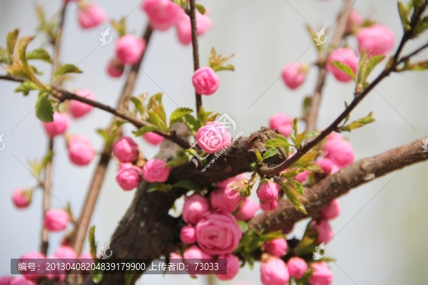 梅花樹