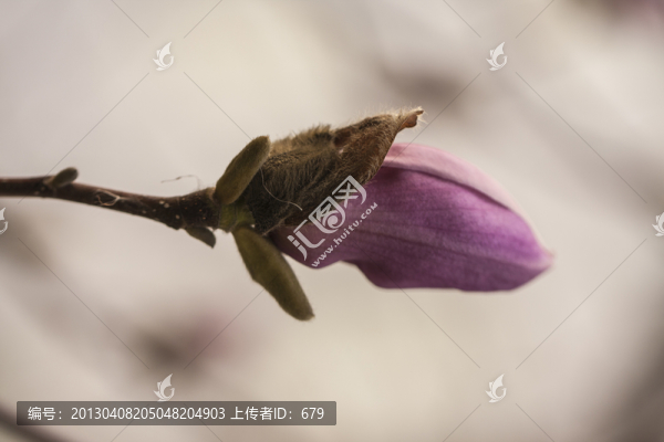 花蕾