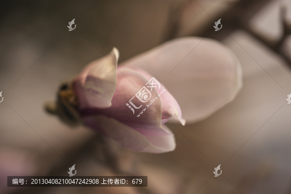 花蕾