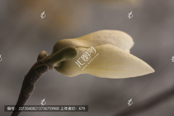 花苞
