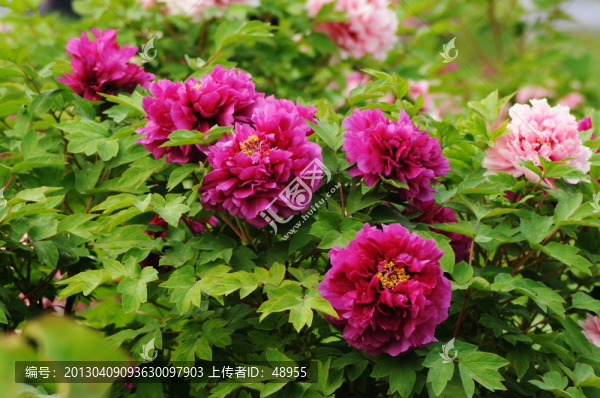 牡丹花