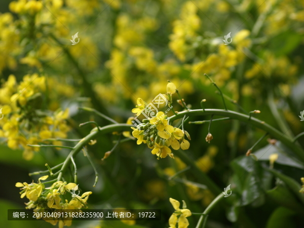 菜花