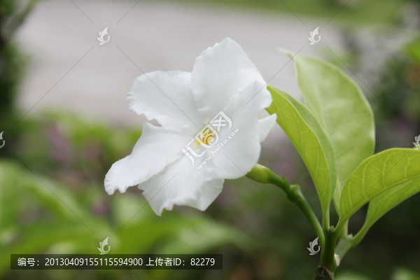 單瓣狗牙花