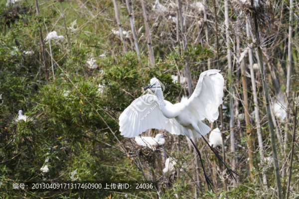 銜枝筑巢,白鷺