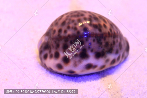 虎斑寶螺